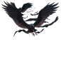 Crow