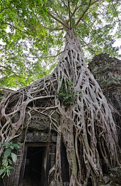 我心飞翔飞上天采集到树洞