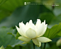 ID-904195-韩国2011-8月植物风景类挂历素材高清大图