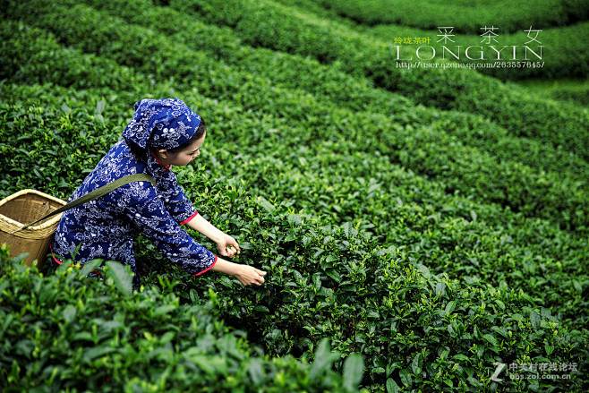采茶女茶园茶叶采摘@两秒视觉
