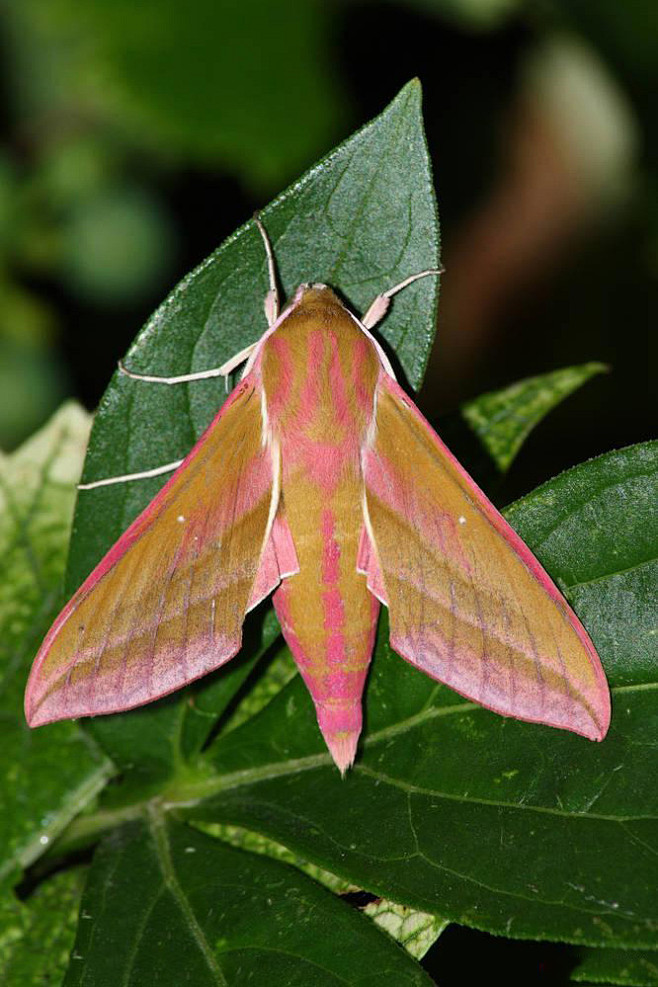 鳞翅目天蛾科天蛾