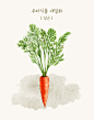 胡萝卜 蔬菜水果 手绘植物 植物插图插画设计PSD