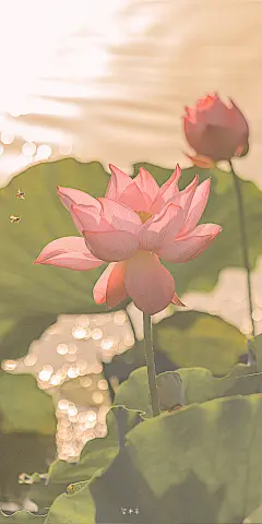 壁纸/莲