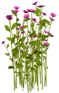 1 (806)