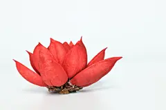 植物干花花朵花草图片壁纸花艺素材红色818A1654 – 饿狐背景网站-微距高清设计素材免费图片下载海报壁纸摄影背景素材，背景图，背景墙，背景板，背景图片，背景纹理，背景板设计，背景材质，背景大图