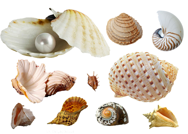 海洋贝壳