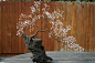 Sakura Bonsai - Copper Wire, Rose-quartz & Bog Oak