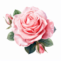 Pink rose flower wall art vector on white background