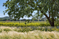 纳帕私人住宅 Napa Residence by Lutsko Associates – mooool木藕设计网