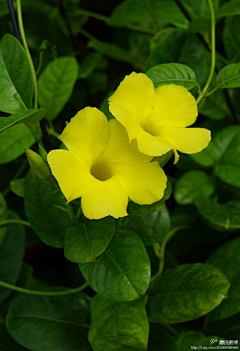 夏星梦采集到花——花团锦簇