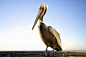 General 2048x1365 nature animals birds pelicans