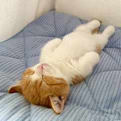 鼠！鼠！鼠！采集到猫