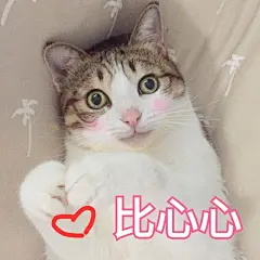 可爱猫咪比心心 - 一波斗图杂图合集 - 斗图表情包 - 斗图神器 - adoutu.com