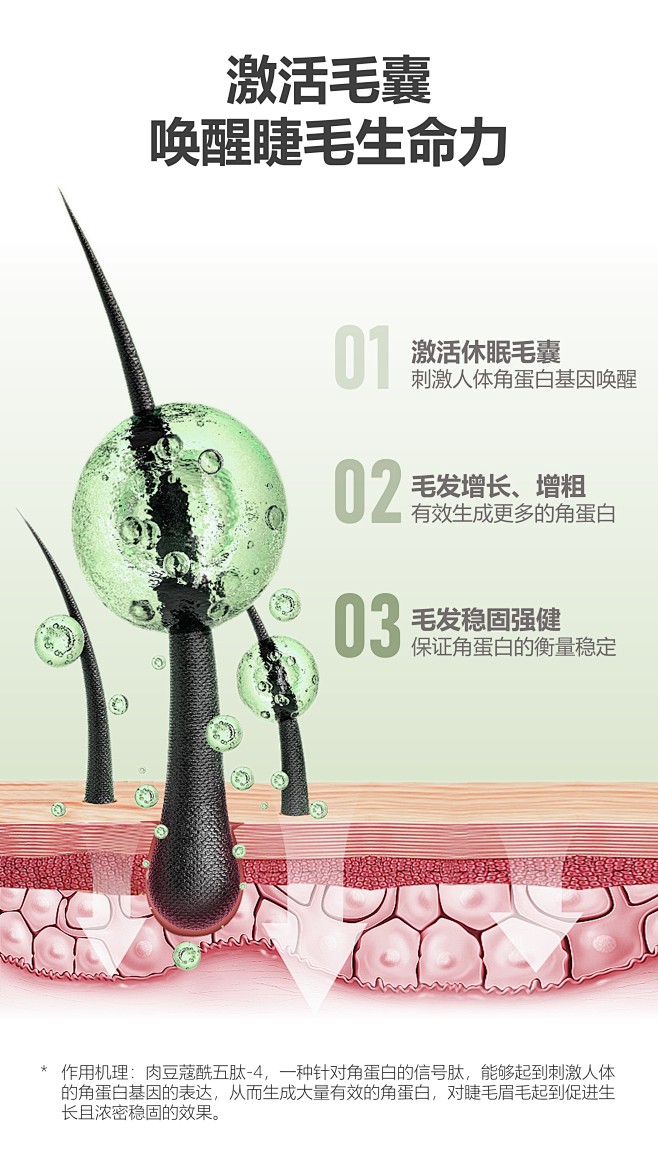 滋养毛囊