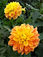 【花卉写真】Dahlia <wbr>(大丽花45P)