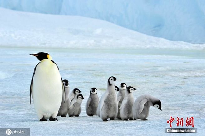 游客南极洲拍下小企鹅在家长“监护”下排队...
