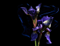 Free Siberian Sword Lily photo and picture