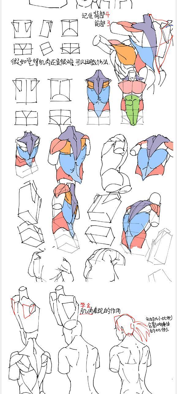 #描き方 躯干 - wumingxuan...