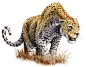 Leopard by DeanSpencerArt on DeviantArt