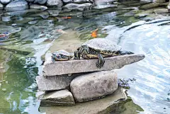 两只小乌龟躺在岩石上晒太阳