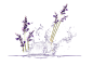 薰衣草 (3)