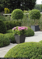 Containers with Bay trees and flowering hydrangeas and topiary mounds - Garden Wille in Belgium: 