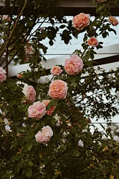 牡丹花高清摄影素材