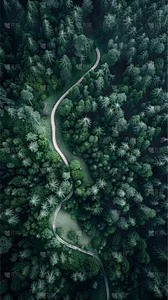 植物实景森林场景背景图片素材