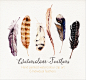 Watercolour Feathers : 6 Individual PNG files