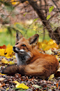 Fox in the leaves ~ By Ann Brokelman