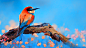General 1920x1080 birds animals colorful branch
