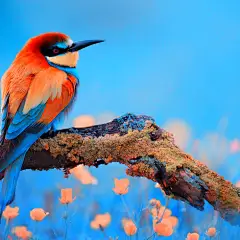 General 1920x1080 birds animals colorful branch