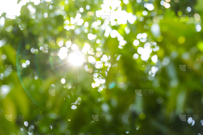 叶子,绿色,背景虚化,前景聚焦,清新,环境,泰国,枝繁叶茂,春天,植物