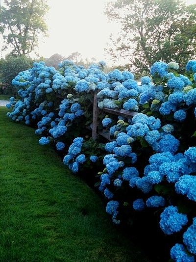 hydrangea on green l...