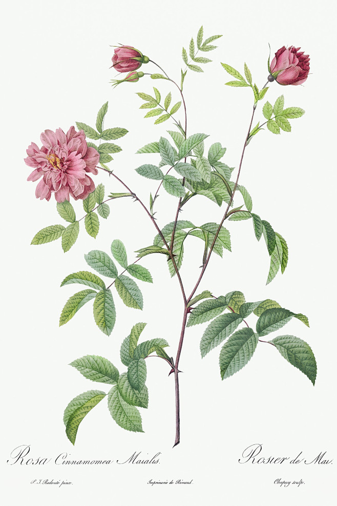 雷杜德《玫瑰集》