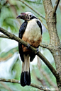 Visayan Tarictic Hornbill, The Philippines
