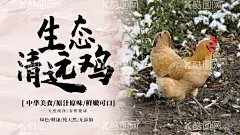 散养鸡  - 源文件下载【酷图网】乡下土鸡,散养鸡鸭,土鸡,农家土鸡,土鸡海报,养鸡场,养鸡场海报,土鸡广告,乡村土鸡,土鸡展架,鸡海报,养殖场海报,山地鸡,走地鸡,跑山土鸡,散养土鸡,土鸡养殖,土鸡苗,生态养殖,芦花鸡,本地鸡,家鸡,三黄鸡,杏花鸡,麻鸡,家禽饲养,农家乐,农村土鸡,养殖业