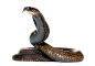 眼镜蛇蛇PNG图片