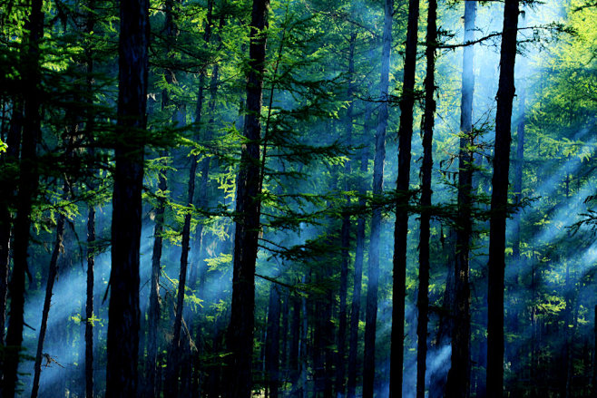 作品名称：森林之光 作品描述： 拍摄地点...