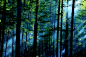 作品名称：森林之光 作品描述： 拍摄地点：呼伦贝尔大兴安岭 拍摄时间：2014-07-05 作品作者：宁静枫林