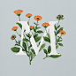AN EDIBLE A–Z OF FLOWERS--英国插画师Charlotte Day