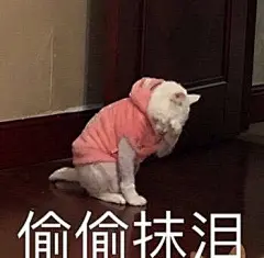 委屈猫咪表情包