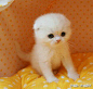 一大波折耳小奶猫！乖死了！[花心]