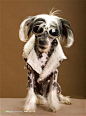 高清时尚墨镜斑点狗素材图片下载