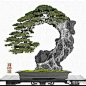 820 Likes, 9 Comments - Bonsai Gram (@bonsaigram) on Instagram: “ from @esanpunk”