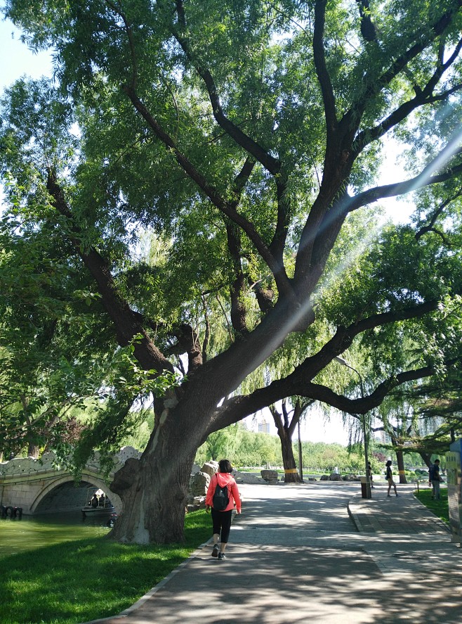 龙潭湖公园：垂柳造型非常美。