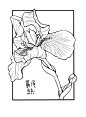 【坚持100篇】❤️011/100 控笔线条｜鸢尾花