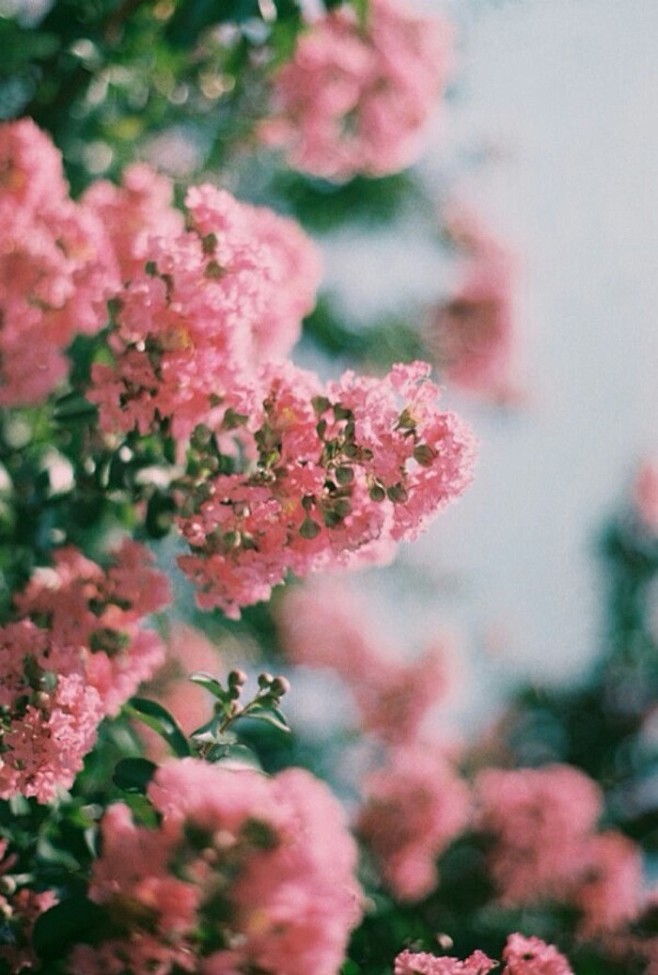 紫薇花