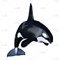 逆戟鲸,白色,三维图形,鲸,野生动物,无人,巨大的,方形画幅,黑色,海洋