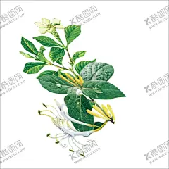草本植物药材图片 【酷图网】中医,医学,传统,医疗,中药,中草药,药膏,中国风,工笔画,创意手绘,水彩中草,中草药植物,花卉本草,药,中草药材,药材,手绘,中医草药,中医药材,中药材,金银花,牛黄,黄连,人参,甘草,薄荷,冬虫夏草,丁香,药材插画,线稿,素描,手绘药材,手绘中药,草本,草药插画,手绘植物,免扣,PNG,素材